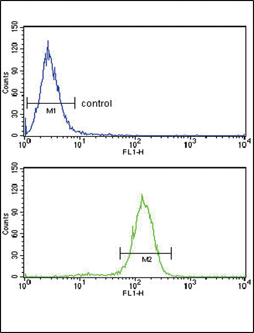 BCL3 Antibody (Center) (Cat. #AP50358PU-N) flow cytometry analysis of Hela cells (bottom histogram) compared to a negative control cell (top histogram).FITC-conjugated goat-anti-rabbit secondary antibodies were used for the analysis.