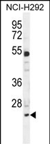 BCL7A Antibody (N-term) (Cat. #AP50360PU-N) western blot analysis in NCI-H292 cell line lysates (35ug/lane).This demonstrates the BCL7A antibody detected the BCL7A protein (arrow).