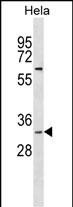 BPNT1 Antibody (C-term) (Cat. #AP50387PU-N) western blot analysis in Hela cell line lysates (35ug/lane).This demonstrates the BPNT1 antibody detected the BPNT1 protein (arrow).