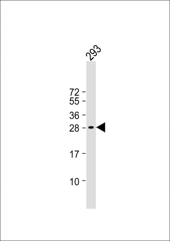 Anti-C19orf38 Antibody (Center) at 1:1000 dilution + 293 whole cell lysate

Lysates/proteins at 20 µg per lane. 

Secondary
Goat Anti-Rabbit IgG,  (H+L), Peroxidase conjugated at 1/10000 dilution. 

Predicted band size : 25 kDa

Blocking/Dilution buffer: 5% NFDM/TBST.