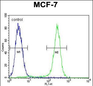 C1QL4 Antibody (N-term) (Cat. #AP50565PU-N) flow cytometric analysis of MCF-7 cells (right histogram) compared to a negative control cell (left histogram).FITC-conjugated goat-anti-rabbit secondary antibodies were used for the analysis.
