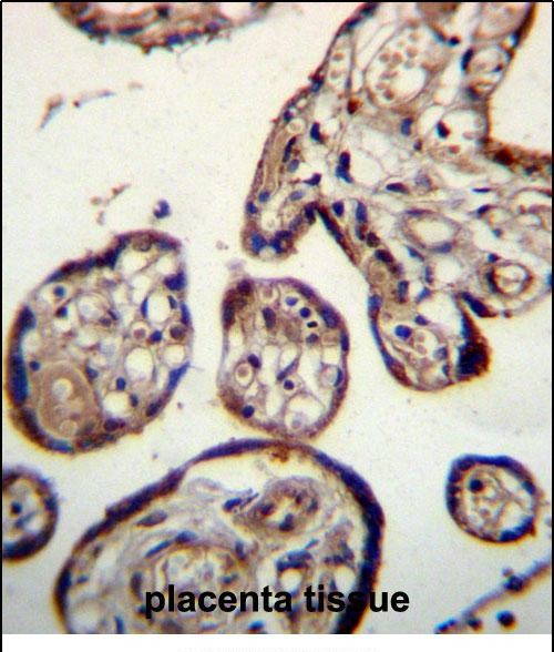 CALU Antibody (C-term) (Cat. #AP50717PU-N)immunohistochemistry analysis in formalin fixed and paraffin embedded human placenta tissue followed by peroxidase conjugation of the secondary antibody and DAB staining.This data demonstrates the use of CALU Antibody (C-term) for immunohistochemistry.  Clinical relevance has not been evaluated.