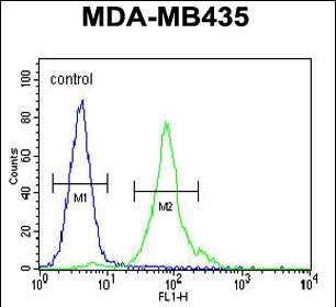 CCDC81 Antibody (Center) (Cat. #AP50792PU-N) flow cytometric analysis of MDA-MB435 cells (right histogram) compared to a negative control cell (left histogram).FITC-conjugated goat-anti-rabbit secondary antibodies were used for the analysis.