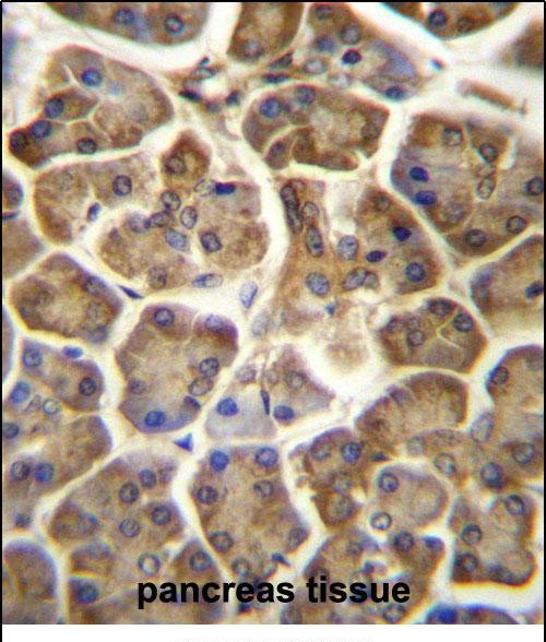 CCDC90B Antibody (Center) (Cat. #AP50797PU-N)immunohistochemistry analysis in formalin fixed and paraffin embedded human pancreas tissue followed by peroxidase conjugation of the secondary antibody and DAB staining.This data demonstrates the use of CCDC90B Antibody (Center) for immunohistochemistry.  Clinical relevance has not been evaluated.