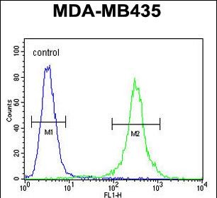 CCR8 Antibody (C-term) (Cat. #AP50827PU-N) flow cytometric analysis of MDA-MB435 cells (right histogram) compared to a negative control (left histogram).FITC-conjugated goat-anti-rabbit secondary antibodies were used for the analysis.