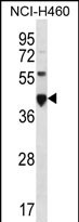 CEACAM18 Antibody (N-term) (Cat. #AP50844PU-N) western blot analysis in NCI-H460 cell line lysates (35ug/lane).This demonstrates the CEACAM18 antibody detected the CEACAM18 protein (arrow).