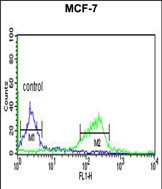 CI091 Antibody (C-term) (Cat. #AP50920PU-N) flow cytometric analysis of MCF-7 cells (right histogram) compared to a negative control cell (left histogram).FITC-conjugated goat-anti-rabbit secondary antibodies were used for the analysis.