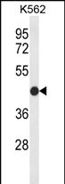 Western blot analysis of CLDN15 Antibody (Center) (Cat. #AP9831c) in K562 cell line lysates (35ug/lane). CLDN15 (arrow) was detected using the purified Pab.