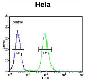 CLDN7 Antibody (C-term) (Cat. #AP50951PU-N) flow cytometric analysis of Hela cells (right histogram) compared to a negative control cell (left histogram).FITC-conjugated goat-anti-rabbit secondary antibodies were used for the analysis.