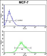 COX5A Antibody (Center) (Cat.#AP51032PU-N) FC analysis of MCF-7cells (bottom histogram) compared to a negative control cell (top histogram). FITC-conjugated goat-anti-rabbit secondary antibodies were used for the analysis.