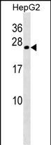 CRYGB Antibody (Center) (Cat. #AP51092PU-N) western blot analysis in HepG2 cell line lysates (35ug/lane).This demonstrates the CRYGB antibody detected the CRYGB protein (arrow).