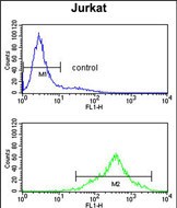 CSPP1 Antibody (N-term) (Cat. #AP51103PU-N) flow cytometry analysis of Jurkat cells (bottom histogram) compared to a negative control cell (top histogram).FITC-conjugated goat-anti-rabbit secondary antibodies were used for the analysis.