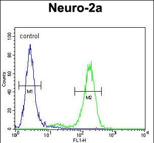 DDX11 Antibody (Center) (Cat. #AP51215PU-N) flow cytometric analysis of Neuro-2a cells (right histogram) compared to a negative control cell (left histogram).FITC-conjugated goat-anti-rabbit secondary antibodies were used for the analysis.
