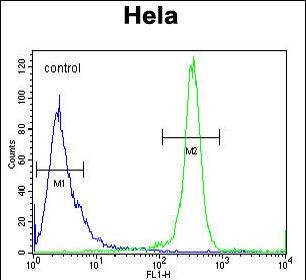 DEN5A Antibody (Center) (Cat. #AP51238PU-N) flow cytometric analysis of Hela cells (right histogram) compared to a negative control cell (left histogram).FITC-conjugated goat-anti-rabbit secondary antibodies were used for the analysis.