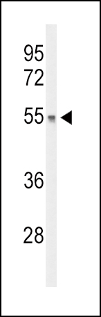 Western blot analysis of DGCR2 Antibody (Center) (Cat. #AP51249PU-N) in mouse liver tissue lysates (35ug/lane). DGCR2 (arrow) was detected using the purified Pab.