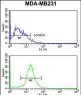 DIRAS1 Antibody (Center) (Cat. #AP51265PU-N) flow cytometry analysis of MDA-MB231 cells (bottom histogram) compared to a negative control cell (top histogram).FITC-conjugated goat-anti-rabbit secondary antibodies were used for the analysis.