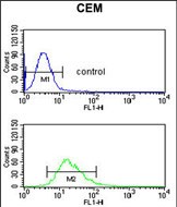 DMC1 Antibody (N-term) (Cat. #AP51277PU-N) flow cytometric analysis of CEM cells (bottom histogram) compared to a negative control cell (top histogram).FITC-conjugated goat-anti-rabbit secondary antibodies were used for the analysis.