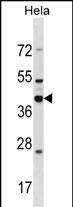 DND1 Antibody (Center) (Cat. #AP51300PU-N) western blot analysis in Hela cell line lysates (35ug/lane).This demonstrates the DND1 antibody detected the DND1 protein (arrow).