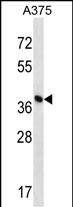 DPH1 Antibody (C-term) (Cat. #AP51311PU-N) western blot analysis in A375 cell line lysates (35ug/lane).This demonstrates the DPH1 antibody detected the DPH1 protein (arrow).