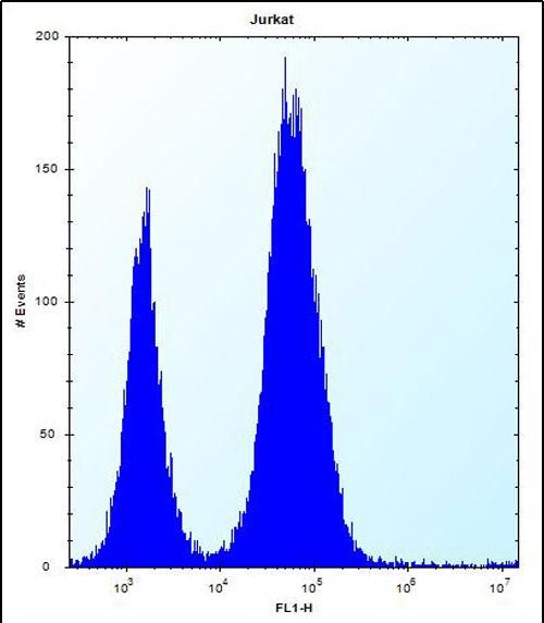 DULLARD Antibody (Center) (Cat. #AP51335PU-N) flow cytometric analysis of Jurkat cells (right histogram) compared to a negative control cell (left histogram).FITC-conjugated donkey-anti-rabbit secondary antibodies were used for the analysis.