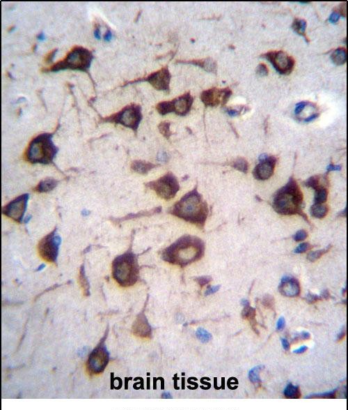 EEF1A2 Antibody (C-term) (Cat. #AP51369PU-N)immunohistochemistry analysis in formalin fixed and paraffin embedded human brain tissue followed by peroxidase conjugation of the secondary antibody and DAB staining.This data demonstrates the use of EEF1A2 Antibody (C-term) for immunohistochemistry.  Clinical relevance has not been evaluated.