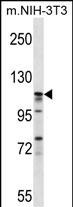 EIF3C Antibody (Center) (Cat. #AP51395PU-N) western blot analysis in mouse NIH-3T3 cell line lysates (35ug/lane).This demonstrates the EIF3C antibody detected the EIF3C protein (arrow).