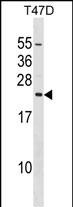 EIF3K Antibody (C-term) (Cat. #AP51398PU-N) western blot analysis in T47D cell line lysates (35ug/lane).This demonstrates the EIF3K antibody detected the EIF3K protein (arrow).