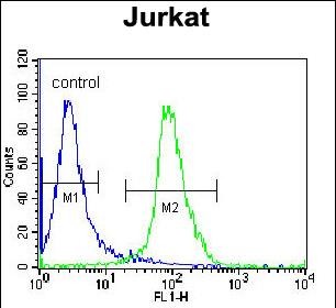 ELMO2 Antibody (Center) (Cat. #AP51418PU-N) flow cytometric analysis of Jurkat cells (right histogram) compared to a negative control cell (left histogram).FITC-conjugated donkey-anti-rabbit secondary antibodies were used for the analysis.