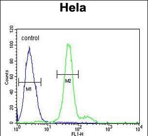 ELOVL5 Antibody (C-term) (Cat. #AP51422PU-N) flow cytometric analysis of Hela cells (right histogram) compared to a negative control cell (left histogram).FITC-conjugated goat-anti-rabbit secondary antibodies were used for the analysis.