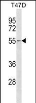 ERGIC2 Antibody (C-term) (Cat. #AP51452PU-N) western blot analysis in T47D cell line lysates (35ug/lane).This demonstrates the ERGIC2 antibody detected the ERGIC2 protein (arrow).