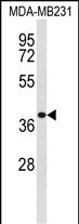 Western blot analysis of EXTL2 Antibody (C-term) (Cat. #AP51485PU-N) in MDA-MB231 cell line lysates (35ug/lane). EXTL2 (arrow) was detected using the purified Pab;