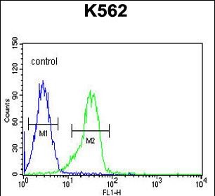 FAM155A Antibody (N-term) (Cat. #AP51542PU-N) flow cytometric analysis of K562 cells (right histogram) compared to a negative control cell (left histogram).FITC-conjugated goat-anti-rabbit secondary antibodies were used for the analysis.