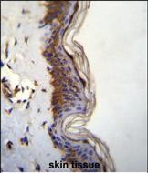 FHAD1 Antibody  (C-term) (Cat. #AP51667PU-N)immunohistochemistry analysis in formalin fixed and paraffin embedded human skin tissue followed by peroxidase conjugation of the secondary antibody and DAB staining.This data demonstrates the use of FHAD1 Antibody  (C-term) for immunohistochemistry.  Clinical relevance has not been evaluated.