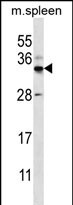 FOXI2 Antibody (Center) (Cat. #AP12339c) western blot analysis in mouse spleen tissue lysates (35ug/lane).This demonstrates the FOXI2 antibody detected the FOXI2 protein (arrow).