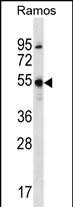 FOXJ2 Antibody (N-term) (Cat. #AP51712PU-N) western blot analysis in Ramos cell line lysates (35ug/lane).This demonstrates the FOXJ2 antibody detected the FOXJ2 protein (arrow).