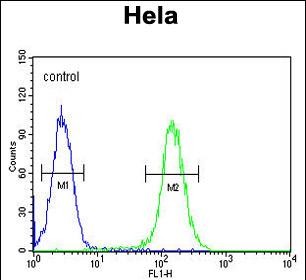 FOXL2 Antibody (N-term) (Cat. #AP10166a) flow cytometric analysis of Hela cells (right histogram) compared to a negative control cell (left histogram).FITC-conjugated goat-anti-rabbit secondary antibodies were used for the analysis.
