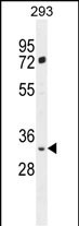 FRG2B Antibody (N-term) (Cat. #AP51726PU-N) western blot analysis in 293 cell line lysates (35ug/lane).This demonstrates the FRG2B antibody detected the FRG2B protein (arrow).