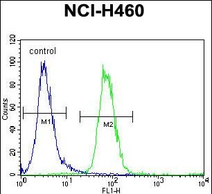 FX4L1 Antibody (N-term) (Cat. #AP51743PU-N) flow cytometric analysis of NCI-H460 cells (right histogram) compared to a negative control cell (left histogram).FITC-conjugated goat-anti-rabbit secondary antibodies were used for the analysis.
