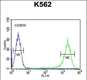 GAGE7 Antibody (C-term) (Cat. #AP51759PU-N) flow cytometric analysis of K562 cells (right histogram) compared to a negative control cell (left histogram).FITC-conjugated goat-anti-rabbit secondary antibodies were used for the analysis.