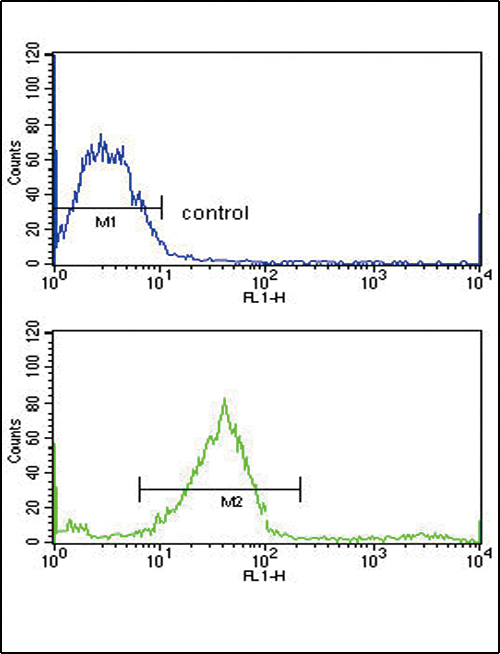 GALNT3 Antibody (Center) (Cat. #AP9208c) flow cytometric analysis of MCF-7 cells (bottom histogram) compared to a negative control cell (top histogram).FITC-conjugated goat-anti-rabbit secondary antibodies were used for the analysis.