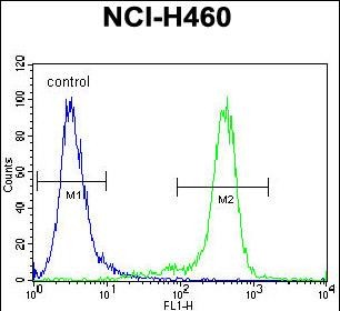 GAS1 Antibody (N-term) (Cat. #AP51781PU-N) flow cytometric analysis of NCI-H460 cells (right histogram) compared to a negative control cell (left histogram).FITC-conjugated goat-anti-rabbit secondary antibodies were used for the analysis.
