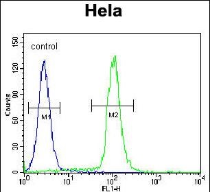 GDF6 Antibody (N-term) (Cat. #AP11672a) flow cytometric analysis of Hela cells (right histogram) compared to a negative control cell (left histogram).FITC-conjugated goat-anti-rabbit secondary antibodies were used for the analysis.