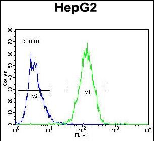 GFER Antibody (C-term) (Cat. #AP51820PU-N) flow cytometric analysis of HepG2 cells (right histogram) compared to a negative control cell (left histogram).FITC-conjugated goat-anti-rabbit secondary antibodies were used for the analysis.