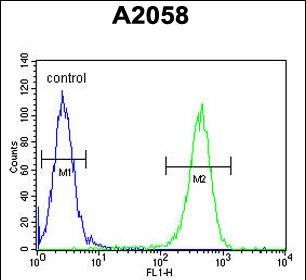 GFPT2 Antibody (Center) (Cat. #AP51823PU-N) flow cytometric analysis of A2058 cells (right histogram) compared to a negative control cell (left histogram).FITC-conjugated goat-anti-rabbit secondary antibodies were used for the analysis.