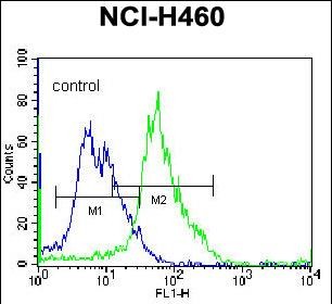 GGH Antibody (C-term) (Cat. #AP51829PU-N) flow cytometric analysis of NCI-H460  cells (right histogram) compared to a negative control cell (left histogram).FITC-conjugated donkey-anti-rabbit secondary antibodies were used for the analysis.