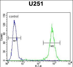 GGTLC2 Antibody (Center) (Cat. #AP10216c) flow cytometric analysis of U251 cells (right histogram) compared to a negative control cell (left histogram).FITC-conjugated goat-anti-rabbit secondary antibodies were used for the analysis.