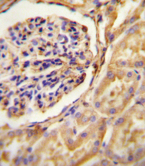 GNAT2 antibody (Center) (Cat. #AP11077c) immunohistochemistry analysis in formalin fixed and paraffin embedded human Kidney tissue followed by peroxidase conjugation of the secondary antibody and DAB staining.  This data demonstrates the use of the GNAT2 antibody (Center) for immunohistochemistry.  Clinical relevance has not been evaluated.