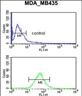 GNRH2 Antibody (Center) (Cat. #AP51886PU-N) flow cytometric analysis of MDA-MB435 cells (bottom histogram) compared to a negative control cell (top histogram).FITC-conjugated goat-anti-rabbit secondary antibodies were used for the analysis.