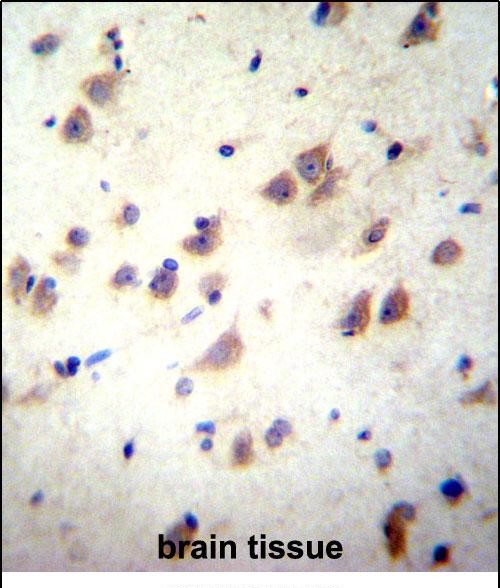 GRIN3B Antibody (C-term) (Cat. #AP51956PU-N)immunohistochemistry analysis in formalin fixed and paraffin embedded human brain tissue followed by peroxidase conjugation of the secondary antibody and DAB staining.This data demonstrates the use of GRIN3B Antibody (C-term) for immunohistochemistry.  Clinical relevance has not been evaluated.