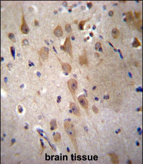 GRIP2 Antibody (Center) (Cat. #AP12980c)immunohistochemistry analysis in formalin fixed and paraffin embedded human brain tissue followed by peroxidase conjugation of the secondary antibody and DAB staining.This data demonstrates the use of GRIP2 Antibody (Center) for immunohistochemistry.  Clinical relevance has not been evaluated.